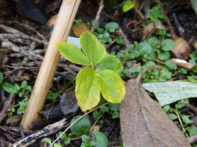 2015-12-04 Helleborus Neon Sämling.jpg