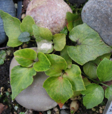 Pyrrosa hastata  ...   5.12.15 021.jpg