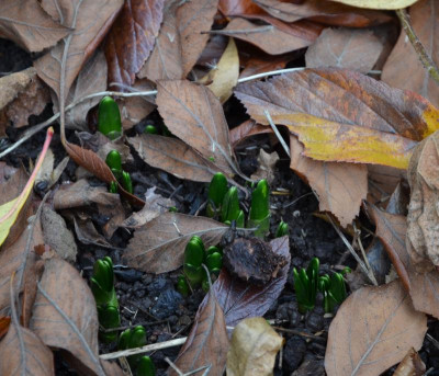 Leucojum_vernum.15-4.jpg