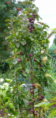 Malus-Maypole.13-3.jpg
