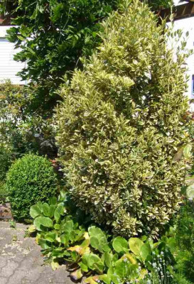 Euonymus.13-1.jpg