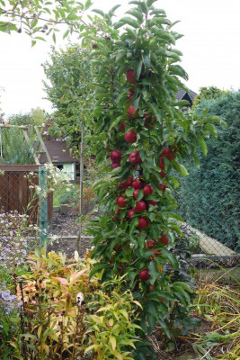 Apfel-Säule.15-2.jpg