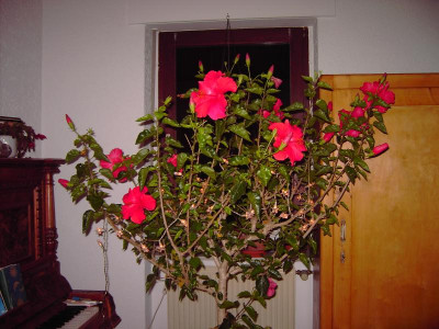 PICT0847.JPG