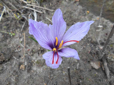 CrocusSativus.JPG
