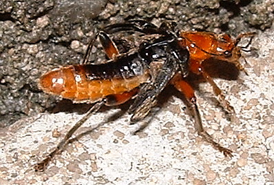 DSCF0074a.JPG