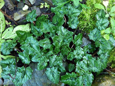 wüchsiges hederifolium.jpg