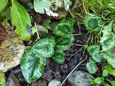 weisses hederifolium.jpg