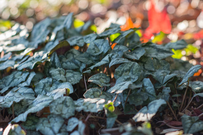 Cyclamen-Dez0815_012.jpg