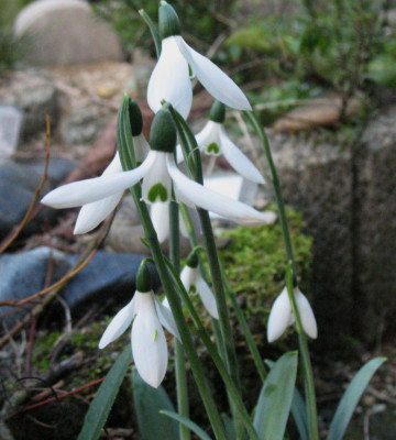 Ho Nr. 76  ...   7.12.15 033.jpg
