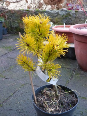 2015-12-09 Pinus contorta 'Chief Josef'.jpg