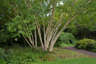 BetGrayHill 121.jpg
