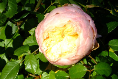 DSCF3128.JPG