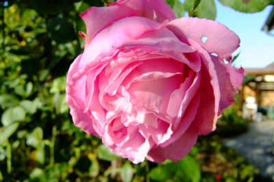 DSCF3135.JPG