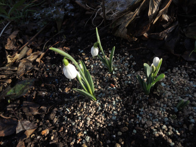 DSCN8712_1060.JPG