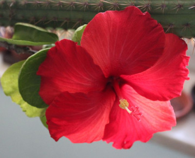 01 Bibiskus Blüte 10.12.2015.jpg