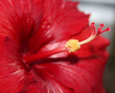 06 Bibiskus Blüte 10.12.2015.jpg