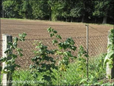 himbeeren1.jpg.jpg