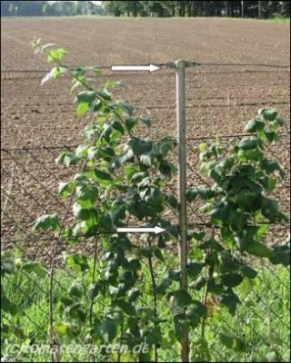 himbeeren2.jpg.jpg