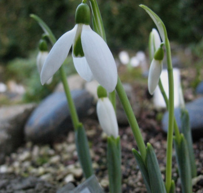 'J. Haydn'  ...  7.12.15 027.jpg