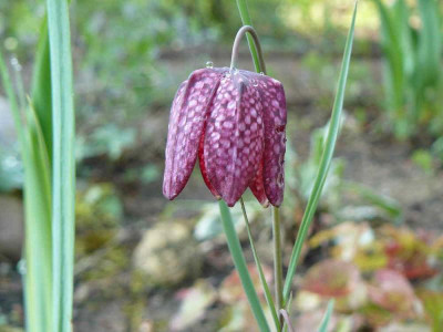 Schachbrettblume.JPG