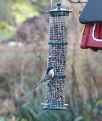 2015-12-12 Gartenimpressionen 3.jpg