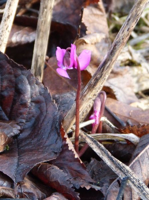 2015-12-12 Gartenimpressionen 2.jpg