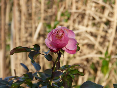 2015-12-12 Gartenimpressionen 1.jpg