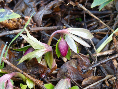 2015-12-12 Gartenimpressionen 5.jpg