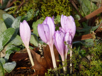 2015-12-12 Gartenimpressionen 6.jpg
