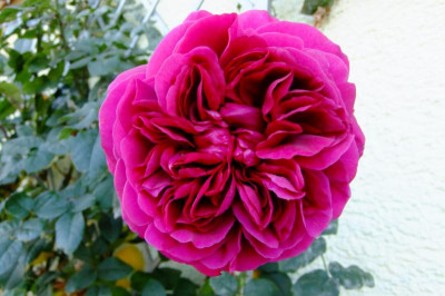 DSCF3132.JPG