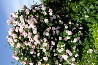 DSCF1717.JPG