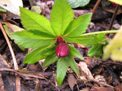 IMG_8730_helleborus 'roter januar' 9.12.2015.JPG