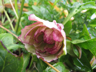 IMG_8720_Helleborus pc x 9.12.2015.JPG