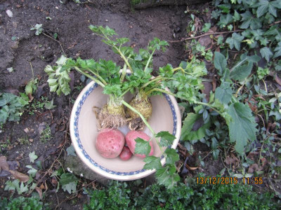 Dezember-Ernte 2015.jpg