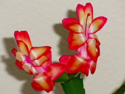 RIMG0788.JPG