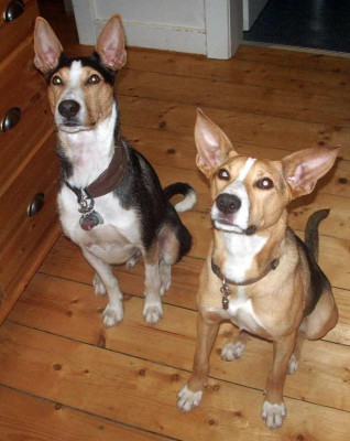 pur Kibo und Shira Sitz.jpg