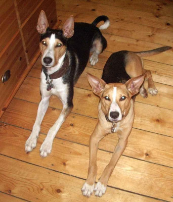 pur Kibo und Shira Platz.jpg