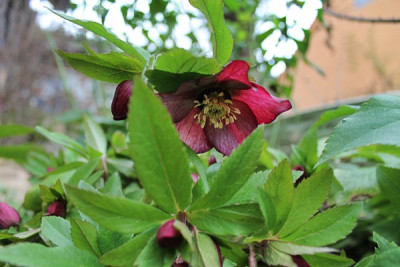 helleborus roter januar dez15.JPG