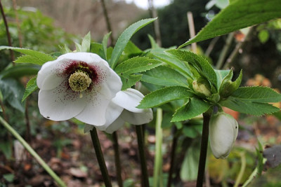 helleborus tiffany dez15.JPG