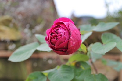 rose falstaff dez15.JPG