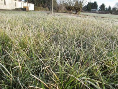 Calamagrostis 14.12.15 ue.JPG