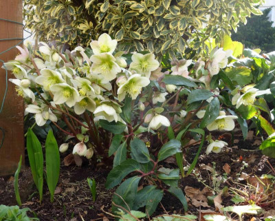 Helleborus_ericsmithii.15-1.jpg