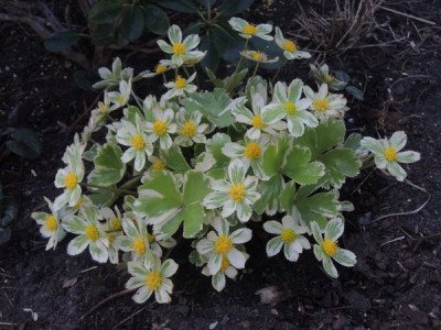 Hacquetia epipactis variegata.JPG