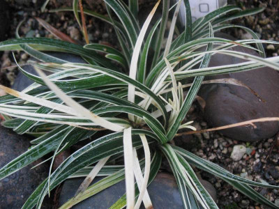 Ophiopogon planiscapus 'Little Tabby'  ...   15.12.15 001.jpg