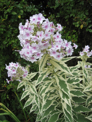 Phlox 'Nora Leigh'_3010.jpg