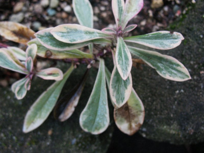 Phlox glaberrima 'Triple Play' ... 15.12.15 005.jpg