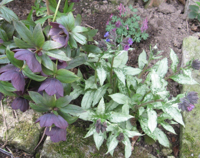 Pulmonaria Hybride 'Majeste'_36831.jpg