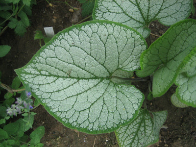 Brunnera 'Siver Lace'_1484.jpg