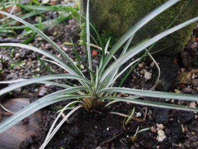 Ophiopogon chingi 'Variegata' ... 15.12.15 016.jpg