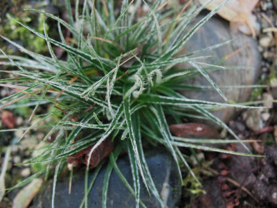 Luzula ulophylla ...   15.12.15 022.jpg
